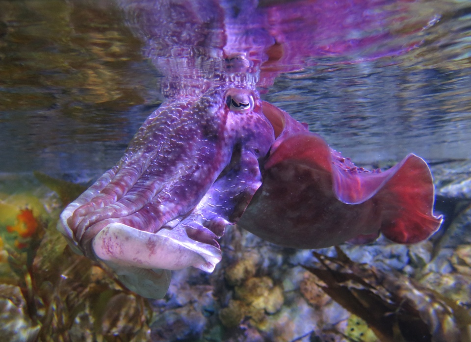 giant cuttlefish
